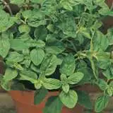 Oregano 16 - Garden Express Australia