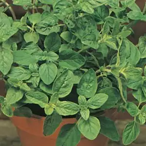 Seed – Onion Creamgold