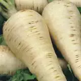 Parsnip Hollow Crown 16 - Garden Express Australia
