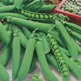 Pea Telephone 16 - Garden Express Australia