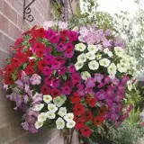 Petunia Rapide F1 16 - Garden Express Australia