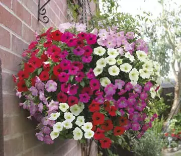 Seed – Petunia Rapid Mixed F1 (trailing)