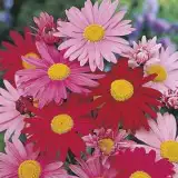 Pyrethrum Large Flowered Hybrids 16 - Garden Express Australia