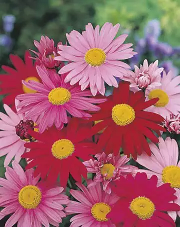 Seed – Painted Daisy Large Flowered Hybrid Pyrethrum