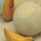 Rock Melon Hales Bast 16 - Garden Express Australia
