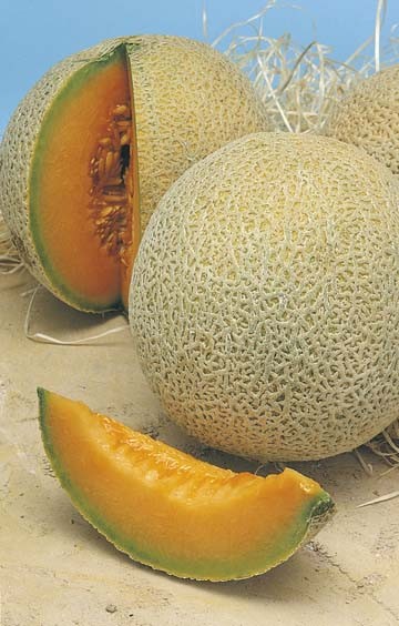 Rock Melon Hales Bast 16 - Garden Express Australia