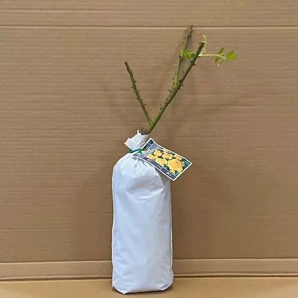 Rose Gold Bunny Rose Gold Bunny