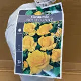 Rose Gold Bunny Rose Gold Bunny