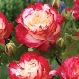Rose Std Double Delight Rossdde - Garden Express Australia