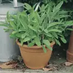 Planting Herbs In Spring Sage 16jpg - Garden Express Australia