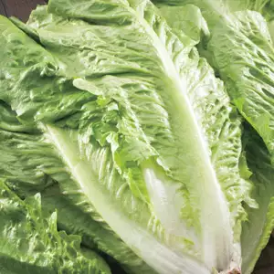 Seed – Lettuce Green Cos