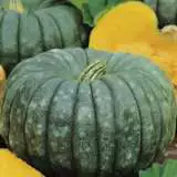 Seed Pumpkin Queensland Blue 2019 Seepumqbl - Garden Express Australia