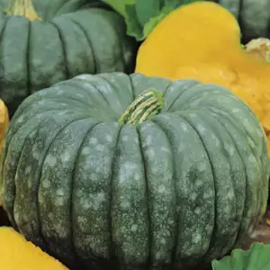 Seed – Pumpkin Queensland Blue