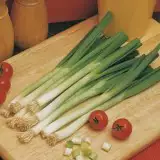 Seed – Shallot Longwhite Bunching Seed – Shallot Longwhite Bunching