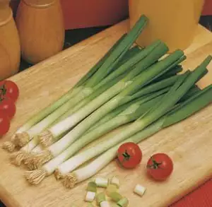 Shallots Growing Guide Shallot Longwhite 16 - Garden Express Australia