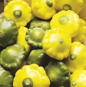 Seed – Squash Mixed Buttons Seed – Squash Mixed Buttons