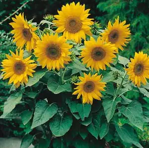 Seed – Sunflower Dwarf Sunsation