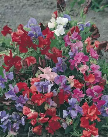 Seed – Sweet Pea Bijou Mixed Seed – Sweet Pea Bijou Mixed