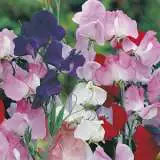 Sweet Pea Mammoth Mixed 16 - Garden Express Australia