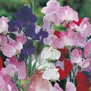 Seed – Sweet Pea Mammoth Mixed