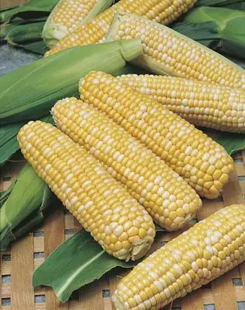 Seed – Sweet Corn Snow Gold Bicolour