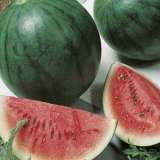 Watermelon Sugar Baby 16 - Garden Express Australia