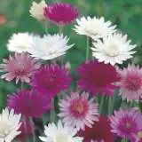 Xeranthemum Australian Strawflowers 16jpg - Garden Express Australia