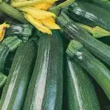 Zucchini Greenskin 16 - Garden Express Australia