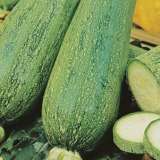 Seed – Zucchini Lebanese
