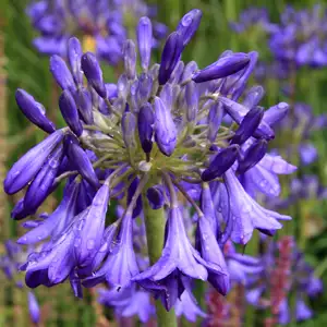 Agapanthus Growing Guide Agapanthus Purple Cloud 15 St - Garden Express Australia