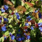 Burmese Plumbago 16 - Garden Express Australia