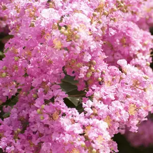 Crepe Myrtle Growing Guide Crepe Myrtle Pink16jpg - Garden Express Australia