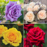 Cut Flower Rose Collection 2023 Colroscfl - Garden Express Australia