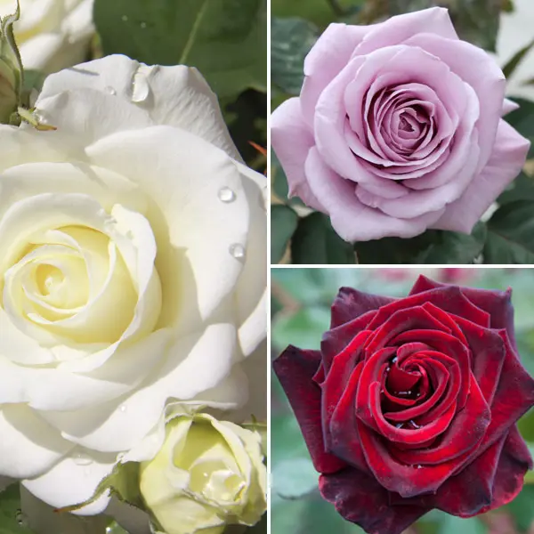 Cut Flower Rose Collection 3 Roses