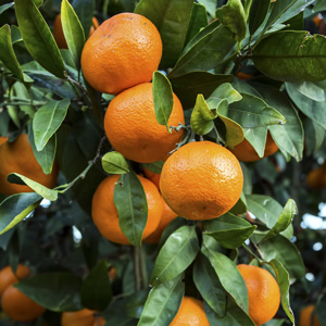 Dwarf Imperial Mandarin