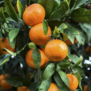 7 Easy Fruit Trees To Grow In Australia: A Beginner’s Guide To Backyard Harvests Dwarf Imperial Mandarin16 - Garden Express Australia