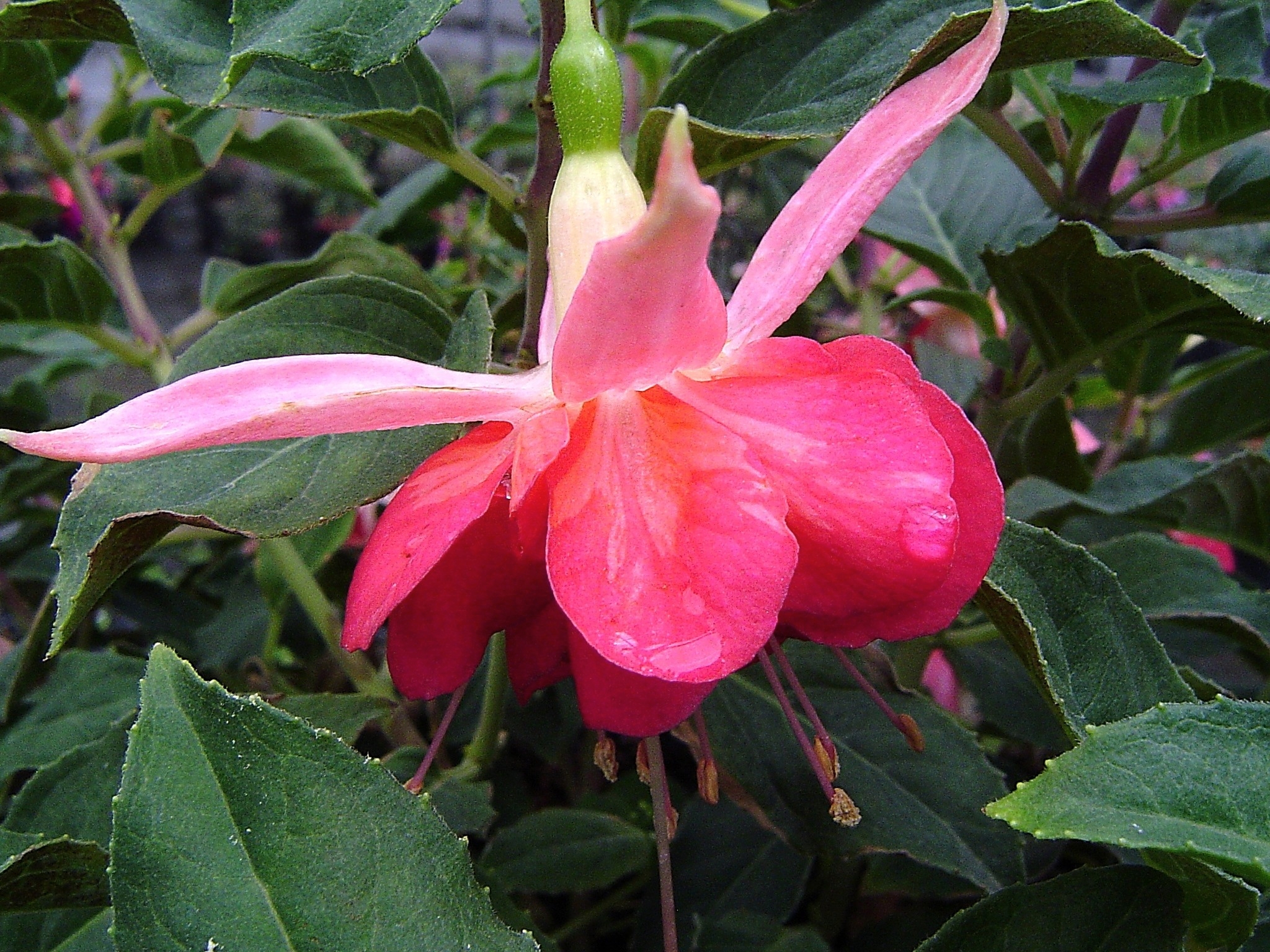 FUCHSIA JENNESA - Garden Express