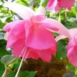 Gurus Fuchsia Collection 10- Double Baskets Gurus Fuchsia Collection 10- Double Baskets