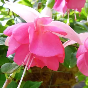 Gurus Fuchsia Collection 10- Double Baskets Gurus Fuchsia Collection 10- Double Baskets