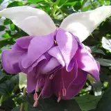 Fuchsia Quasar 2016 Wvg - Garden Express Australia