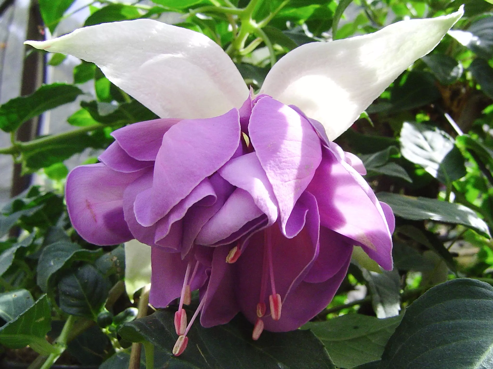 Fuchsia Quasar
