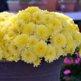 Garden Mum Chrysanthemum – Adria Yellow