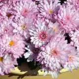 Garden Mum Chrysanthemum – Burma Pink Garden Mum Chrysanthemum – Burma Pink