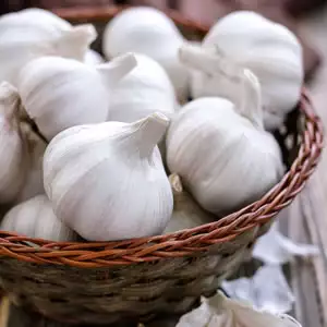 Top 10 Bulbs To Plant In Spring Garlic Australian White St 14 - Garden Express Australia