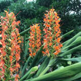 Ginger Lily Orange Pkginora - Garden Express Australia