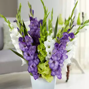Gladioli Modern Blend