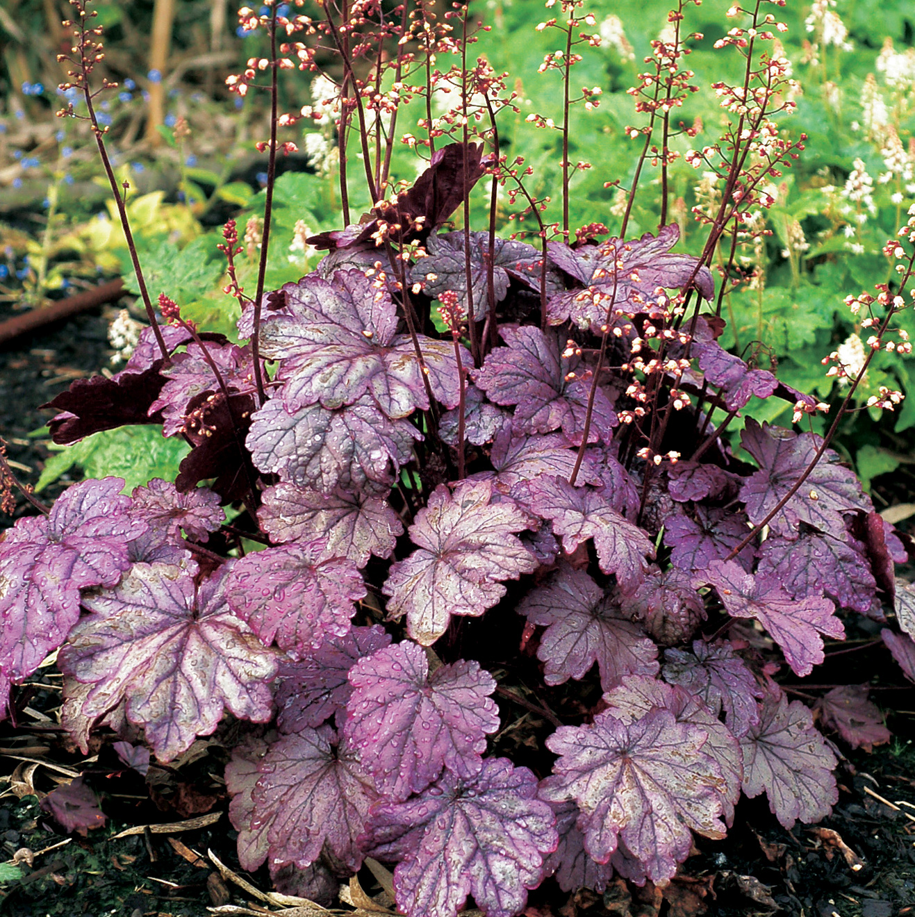 HEUCHERA SUGAR PLUM - Garden Express