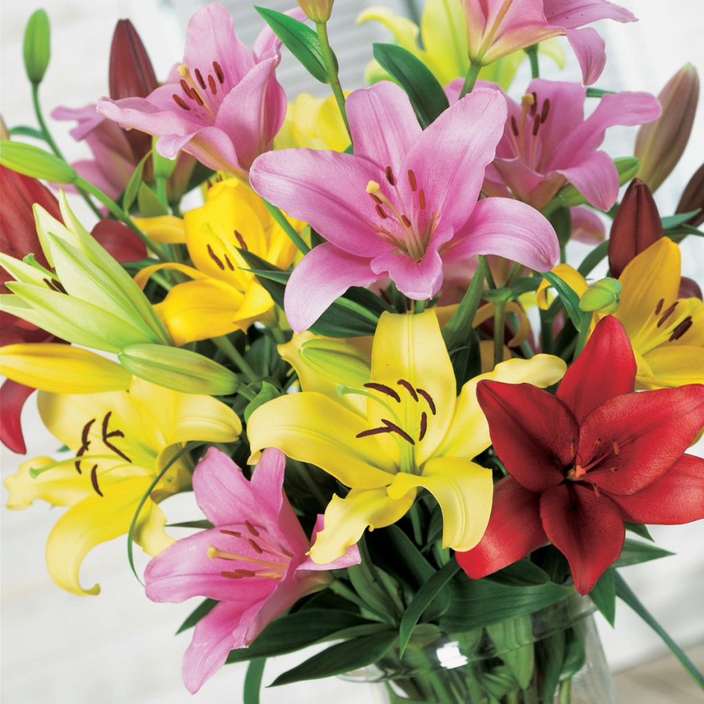 Lilium La Hybrid Mixed Garden Express