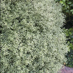Pittosporum Silver Sheen Pittosporum Silver Sheen