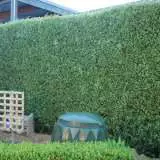 Pittosporum Silver Sheen Pittosporum Silver Sheen